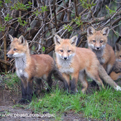 Foxes are growing up