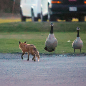 Fox and Canada Geese