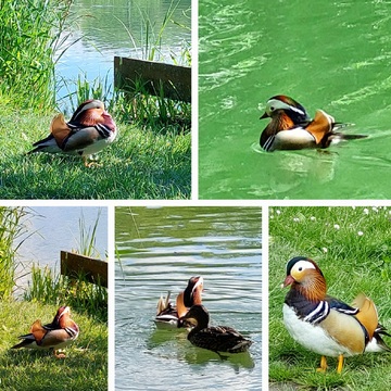 Mandarin ducks