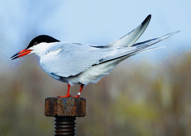 Banded Common Tern South Stormont, Ontario, CA
