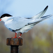 Banded Common Tern