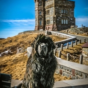 Sable the Newfoundland Dog on Signal Hill