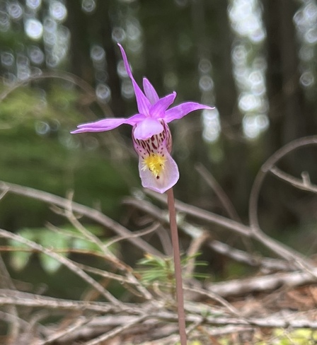 Calypso Orchid Kaslo, BC, Kaslo, BC