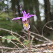 Calypso Orchid