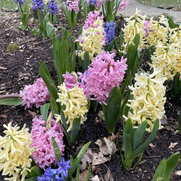 Hyacinths 🪻