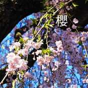 April 26 2024 Sakura Cherry Blossom Trip to Boston Common Park USA Iris Chong