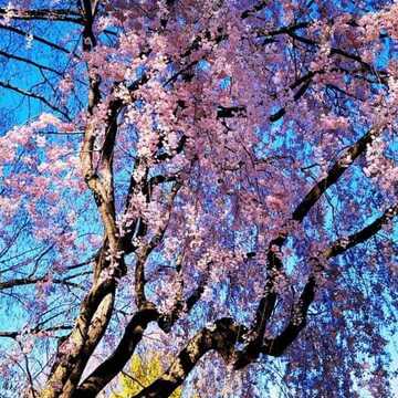 April 26 2024 Sakura Cherry Blossom Trip to Boston Common Park USA Iris Chong