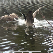 The geese take flight