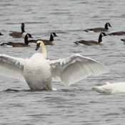 Trumpeter Swans at Ault Island