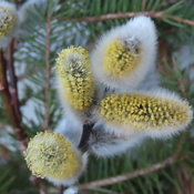 Pussy Willows staring to bloom with their furry catkins.