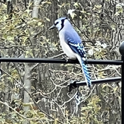 Pinery Provincial Park Blue jays back from spring training!