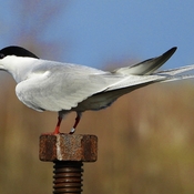 Seventeen Year Old Common Tern