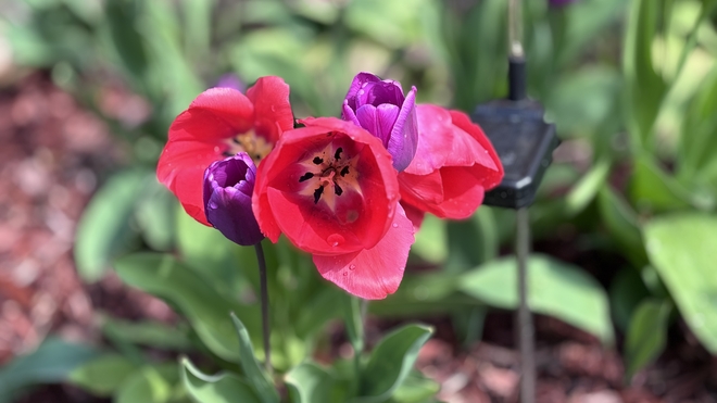 Garden Tulips Blenheim, Ontario, CA