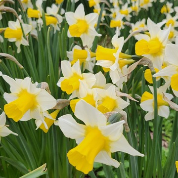 Showy Daffodils