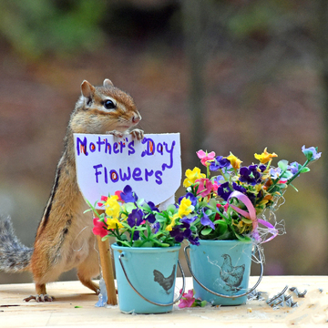Get your Mother's Day flowers!