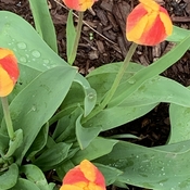 Two toned tulips