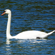 Mute Swans at Farran Park