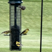 Goldfinches !