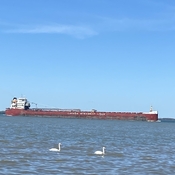 Freighter coming in from Lake Erie