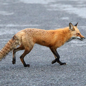 Second adult fox same family