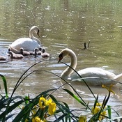 Spring swan family