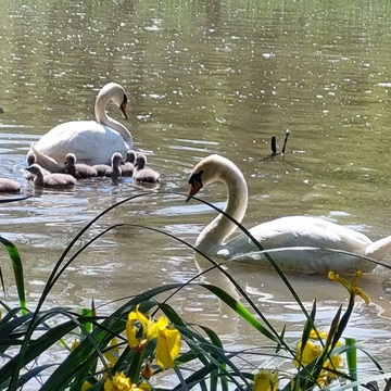 Spring swan family