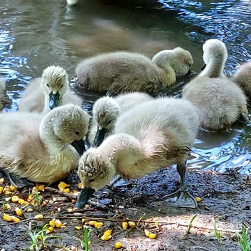 Spring, little swans