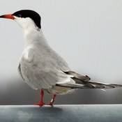 Fifteen Year Old Banded Common Tern