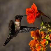 Humming bird enjoying the nectar