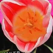 May 1 2024 First of May! Beautiful sunshine+vibrant color Iris Chong Thornhill