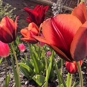 Beautiful Spring - it’s Gardening Season