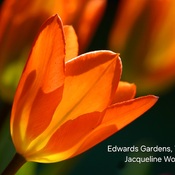 Beautiful Tulip. By Jacqueline Wong