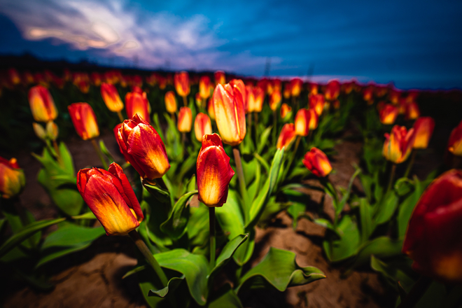 Tulip Field at Dusk Ridgeville, Ontario, CA