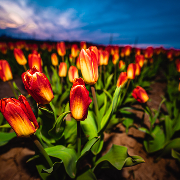 Tulip Field at Dusk
