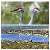 Sand hill cranes new visitors to Gitga'ata territory