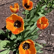 🌷 tulips