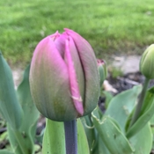 Vibrant tulip