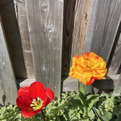 Vibrant tulips!