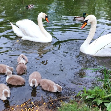Swan family in May