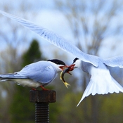 Pair of Common Terns