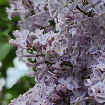 Lilacs - if you could smell a picture