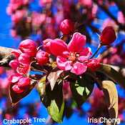 May 2 2024 20C Spring! Crabapple Tree Blossom Iris Chong Thornhill Toronto