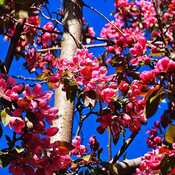 May 2 2024 20C Spring! Crabapple Tree Blossom Iris Chong Thornhill Toronto