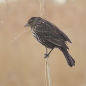 female red-winged blackbird