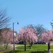 Springbank Cherry Blossoms
