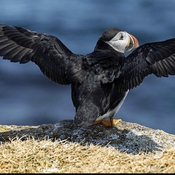 Puffin dive by Paul Drajem