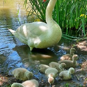 Swans in May