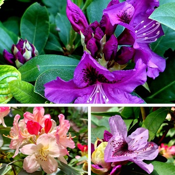 Opening Rhododendron in our garden