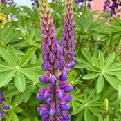 Gorgeous monster Lupin