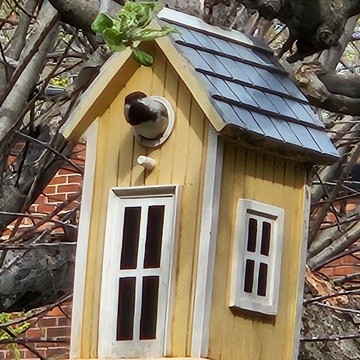 Chickadee house